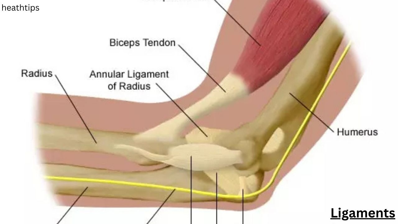 What is The Elbow Joint Anatomy